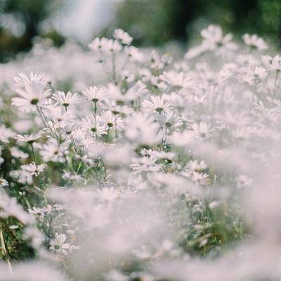 365平台官方版下载手机app下载